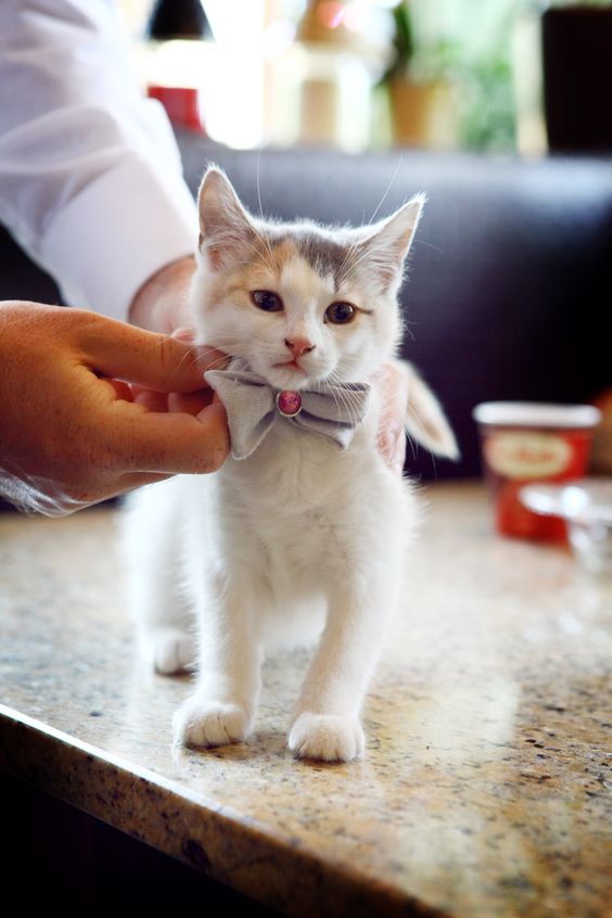 Your cat in your wedding